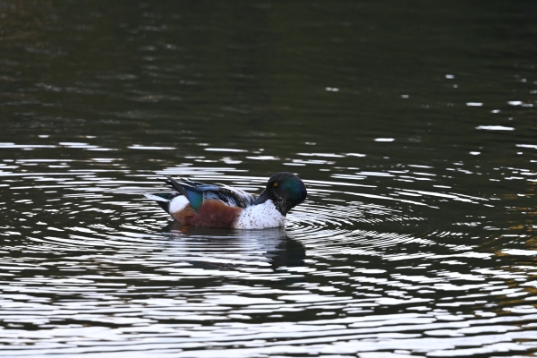 DSC_0384