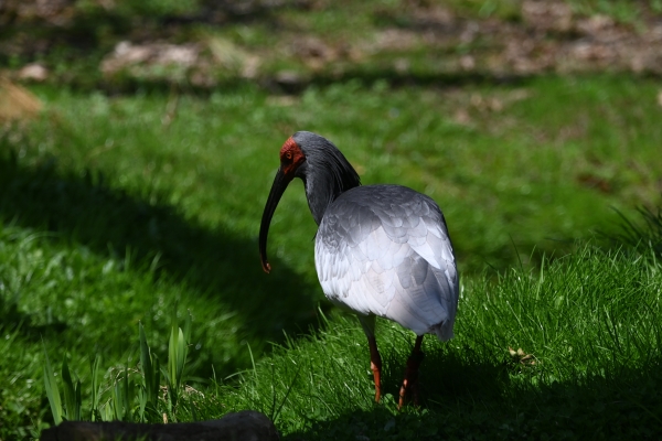 DSC_0520